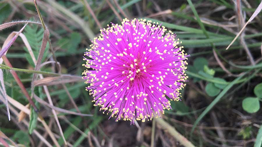 Mimosa Nuttallii