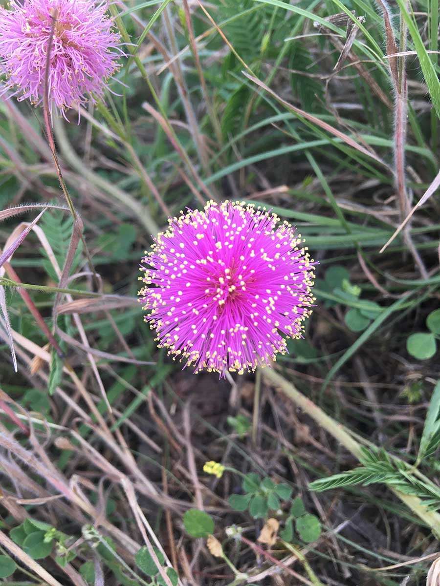 Mimosa nuttallii