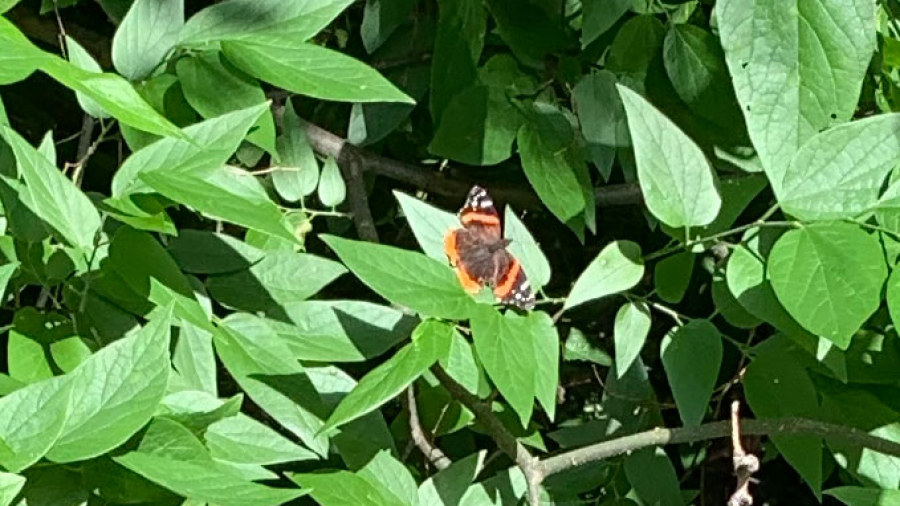 Red Admiral Butterfly