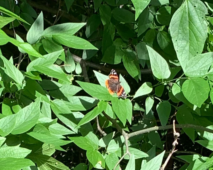 Red admiral butterfly